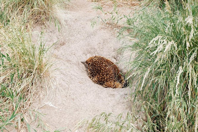 Small Tour (8 ppl) Phillip Island Hike & Penguin Parade Day Tour - Cape Woolamai Walk: the hike that does more than stretch your legs