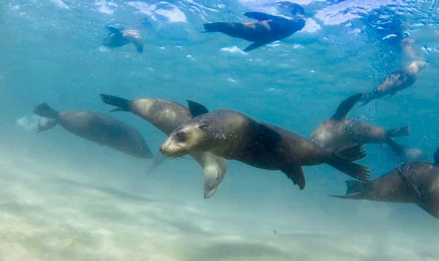 Sorrento: Boat Tour & Snorkeling with the Seals with Lunch - Key takeaways before you go
