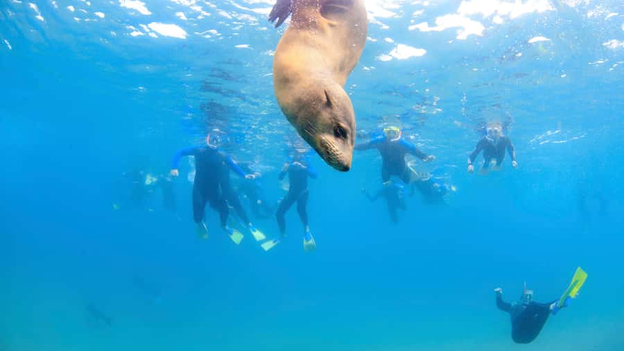 Sorrento: Boat Tour & Snorkeling with the Seals with Lunch - Price and value: what you’re really paying for at $86