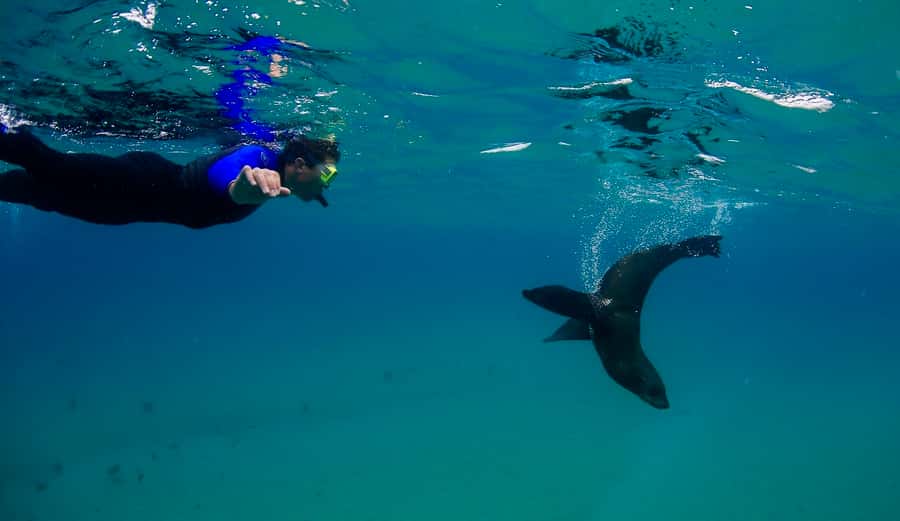 Sorrento: Boat Tour & Snorkeling with the Seals with Lunch - Why this Sorrento seals snorkel feels special