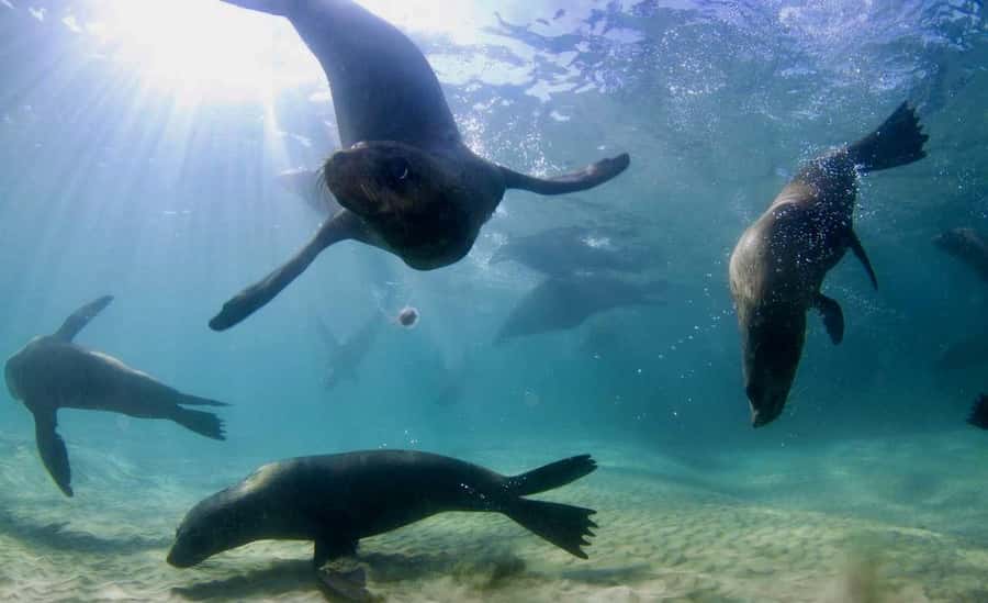 Sorrento: Boat Tour & Snorkeling with the Seals with Lunch - The cruise part: Port Phillip Bay views that are worth it