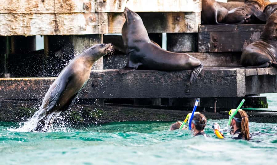 Sorrento: Boat Tour & Snorkeling with the Seals with Lunch - Snorkeling with fur seals: how the 4-meter setup works