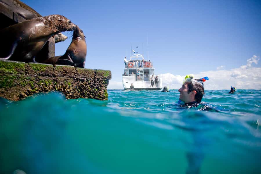 Sorrento: Boat Tour & Snorkeling with the Seals with Lunch - The crowded-water concern (and how to handle it)