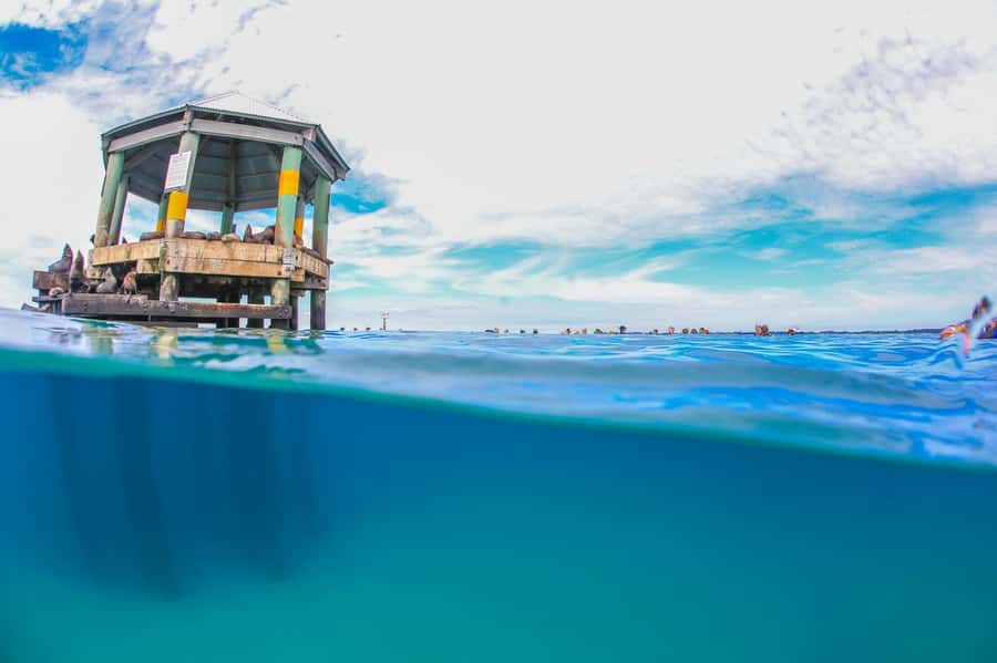 Sorrento: Boat Tour & Snorkeling with the Seals with Lunch - Lunch and hot drinks: why the included meal changes the whole experience