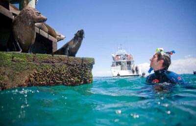 Sorrento: Dolphins & Seals Snorkeling Cruise w/ Lunch - Boat Comfort: Where You Hang Out Between Water Time