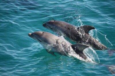 Sorrento,Mornington Peninsula: Wildlife & Sightseeing Cruise - Onboard comfort: open decks, covered lounge, bathrooms, and an actual cafe