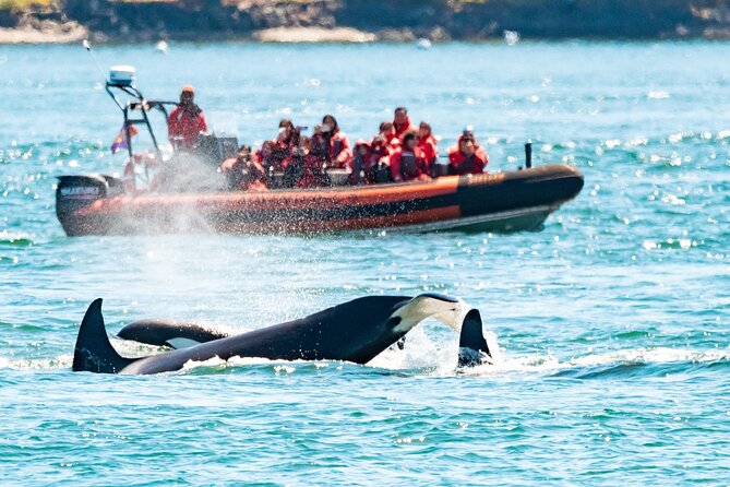 Summer Whale Watching Tour in a Zodiac Boat in Victoria - Key things to know before you go
