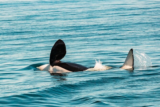 Summer Whale Watching Tour in a Zodiac Boat in Victoria - Fort Rodd Hill and Fisgard Lighthouse: a quick stop with serious photo power
