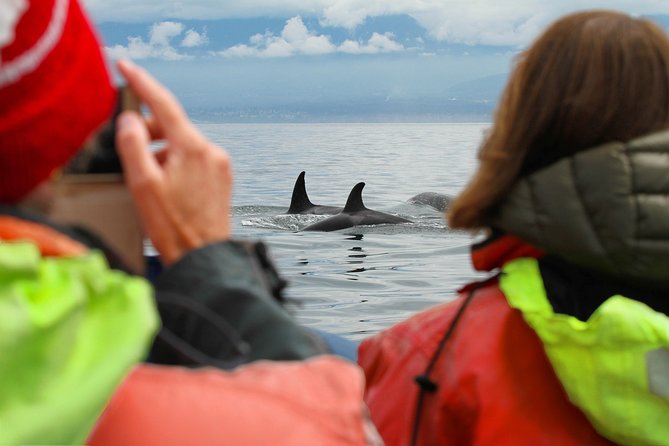 Summer Whale Watching Tour in a Zodiac Boat in Victoria - The whale search: choosing your departure time and using the free rebook