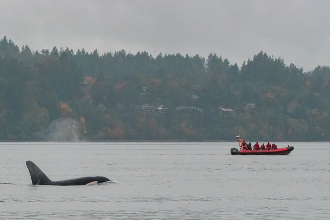 Summer Whale Watching Tour in a Zodiac Boat in Victoria - Meeting at 950 Wharf St and what happens before you ride