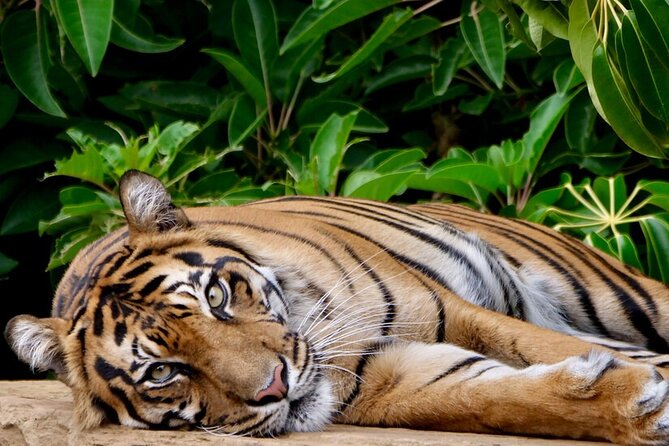 Tiger Experience at Melbourne Zoo - excl. entry - Quick highlights you’ll care about