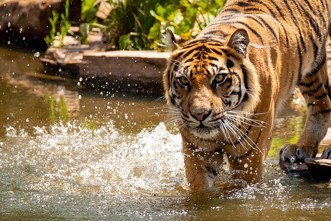 Tiger Experience at Melbourne Zoo - excl. entry - The real point of the Tiger Experience: backstage care, not just photos