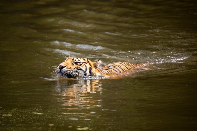Tiger Experience at Melbourne Zoo - excl. entry - Training vs enrichment: what you’ll likely see and what it means