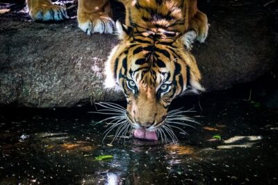 Tiger Experience at Melbourne Zoo - excl. entry - Small group size: why up to 8 people changes the experience