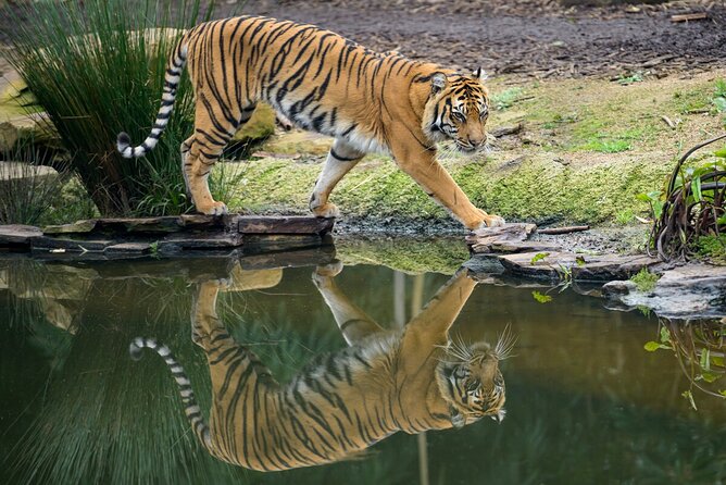 Tiger Experience at Melbourne Zoo - excl. entry - Animal welfare concerns: what to consider before you go