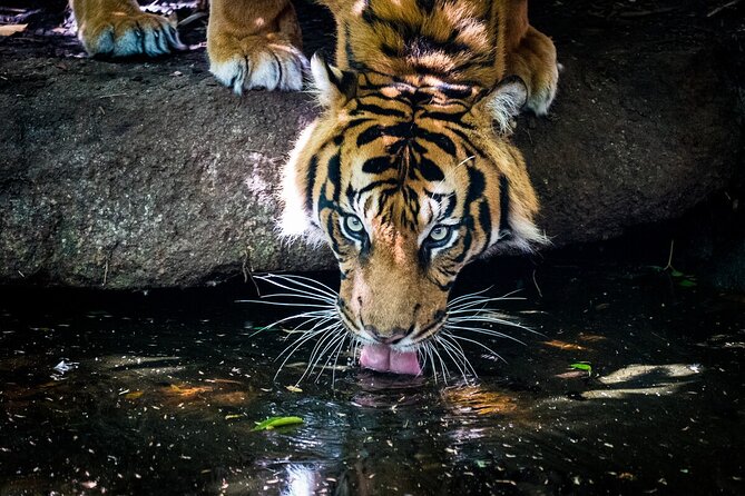 Tiger Experience at Melbourne Zoo - excl. entry - Small group size: why up to 8 people changes the experience