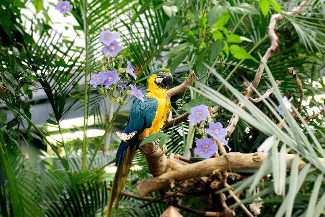 Victoria Butterfly Gardens Ticket - Key Things I’d Plan Around