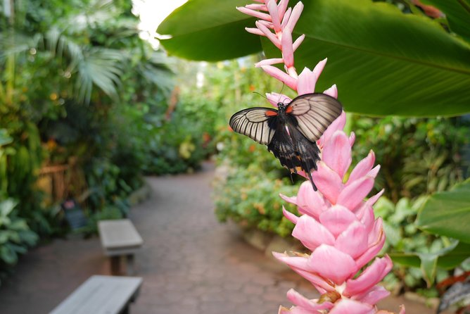 Victoria Butterfly Gardens Ticket - Life-Cycle Stages and Butterfly Education Without the Lecture Vibe