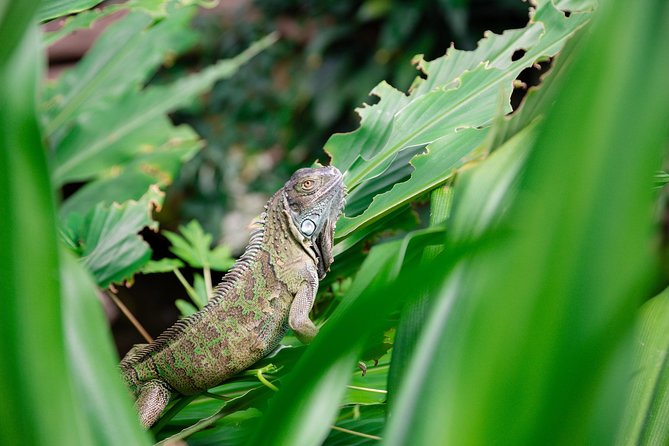 Victoria Butterfly Gardens Ticket - More Than Butterflies: Frogs, Turtles, Iguanas, Birds, and Fish
