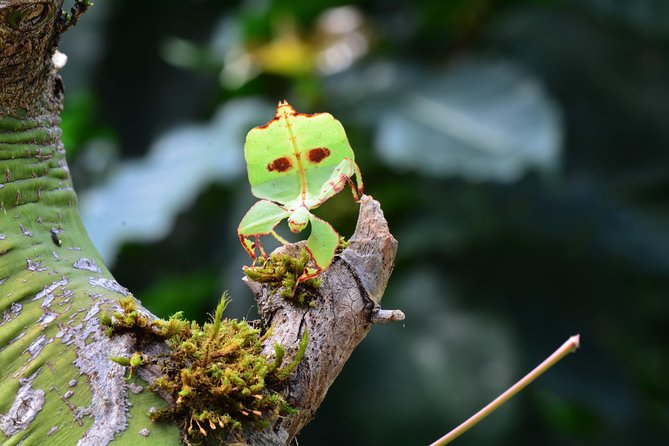 Victoria Butterfly Gardens Ticket - The Insectarium: Invertebrates From Around the World
