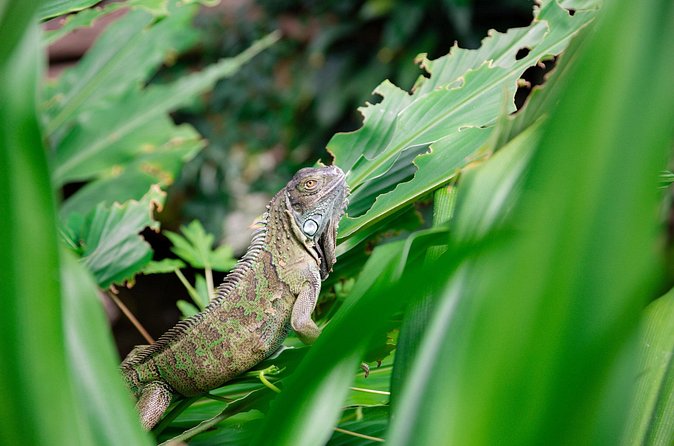 Victoria Butterfly Gardens Ticket - What to Wear in Victoria’s Hot, Humid Jungle