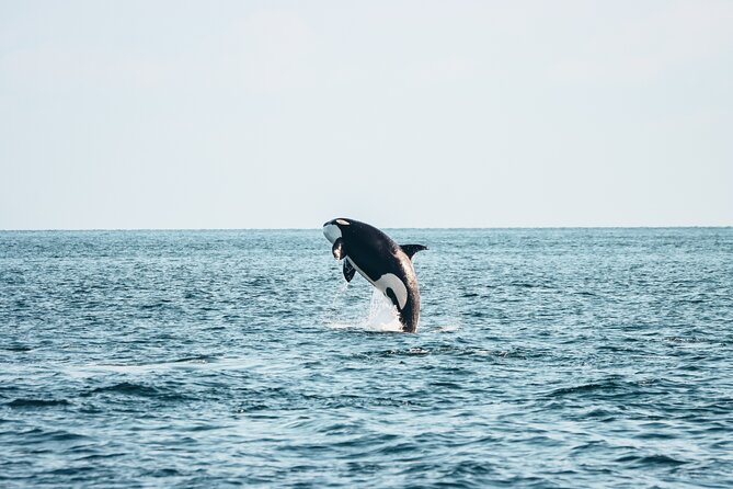 Victoria Half-Day Whale Watching Adventure with Free Photos - Key highlights I’d plan around