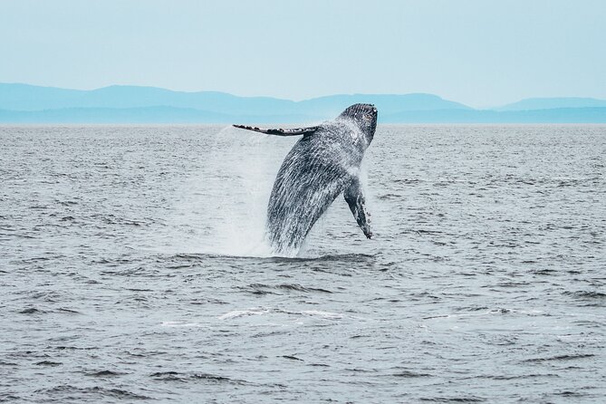 Victoria Half-Day Whale Watching Adventure with Free Photos - What you’ll actually look for on the water