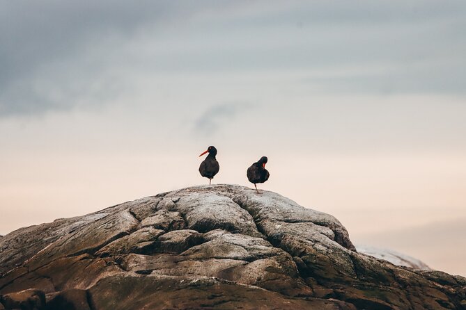 Victoria Half-Day Whale Watching Adventure with Free Photos - Weather readiness: how to dress for open water reality