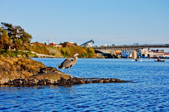 Victoria Harbour Kayak Tour - Weather and real-world conditions on the harbour