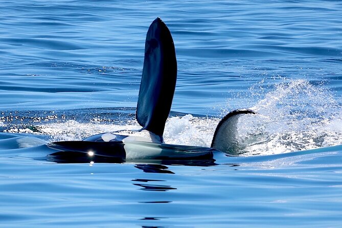 Victoria Ultimate Marine Whale & Wildlife Tour - Deck choice and boat comfort when the weather shifts