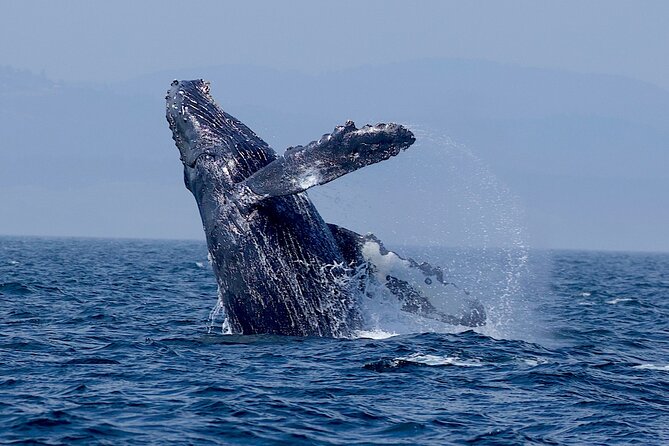 Victoria Ultimate Marine Whale & Wildlife Tour - Live commentary: turning “I saw a whale” into real understanding