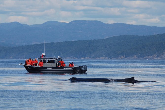 Victoria Ultimate Marine Whale & Wildlife Tour - Who should book this, and who might want another option