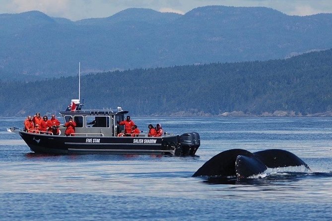 Victoria Ultimate Marine Whale & Wildlife Tour - Starting at Five Star: check-in and getting out on the water