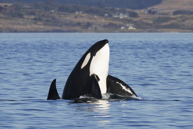 Victoria Whale Watch Tour - Victoria’s whale watch starts at 1119 Wharf St