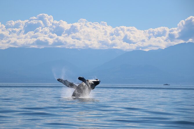 Victoria Whale Watch Tour - Who you might see: orcas, humpbacks, seals, otters, and eagles