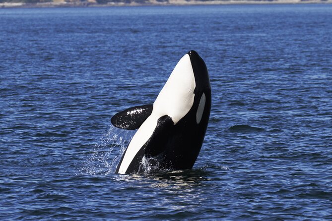 Victoria Whale Watch Tour - Comfort plan: dress for spray, layers, and quick temperature swings