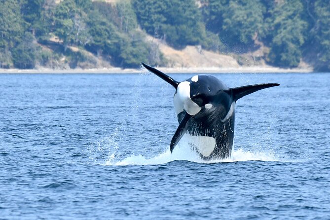 Victoria Whale Watch Tour - Best fits: who this Victoria whale watch works for