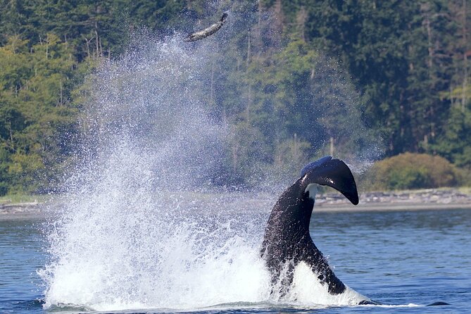 Victoria Whale Watching Cruise with Expert Naturalists - What the meeting point sets up (and what you should do first)