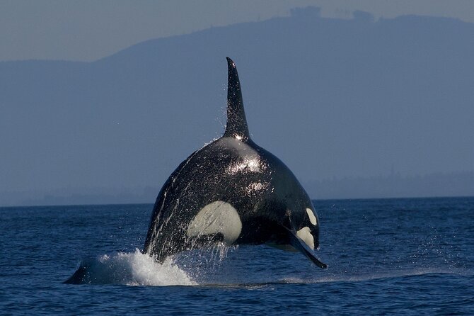 Victoria Whale Watching Cruise with Expert Naturalists - Onboard naturalists: what you actually learn while you look