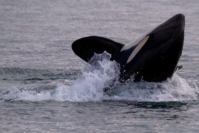 Victoria Whale Watching Cruise with Expert Naturalists - Wildlife you can hope for in the Salish Sea