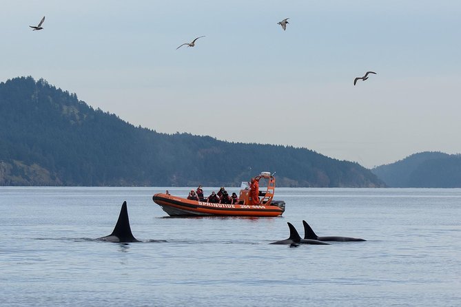 Victoria Whale Watching Tour by Zodiac - Key Highlights I’d Plan Around