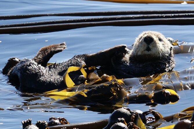 Victoria Whale Watching Tour by Zodiac - Zodiac Whale Watching in Victoria: Why This Feels Like Real Sea-Life Time
