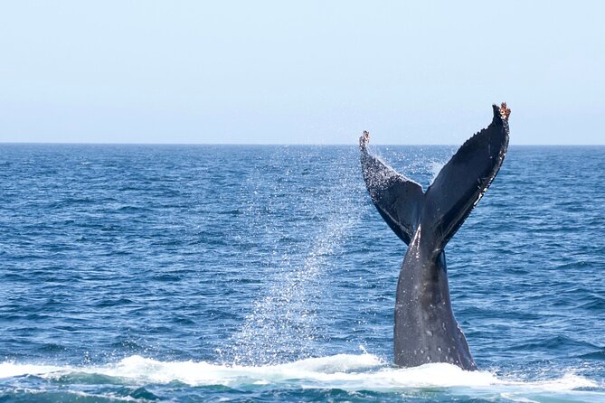 Victoria Whale Watching Tour by Zodiac - The Salish Sea Search: What Actually Happens Once You’re Out There
