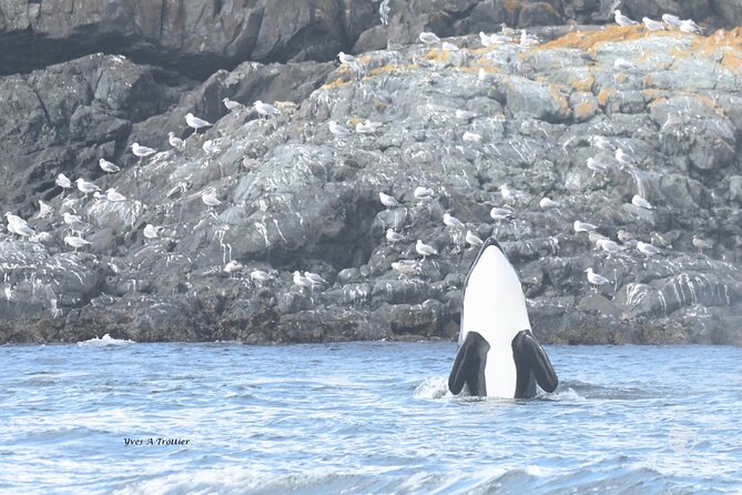 Victoria Whale Watching Tour by Zodiac - Using Departure Times to Your Advantage