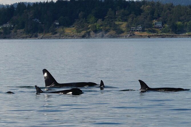 Victoria Whale Watching Tour by Zodiac - Group Size, Seating, and the Small-Boat Reality