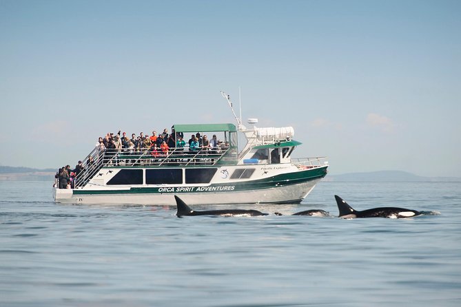 Victoria Whale Watching Tour on a Covered Vessel - Quick hits before you go