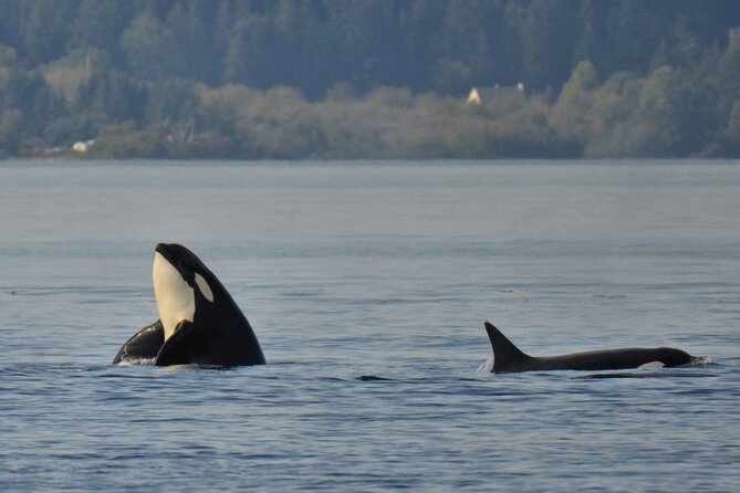 Victoria Whale Watching Tour on a Covered Vessel - What “best chance of spotting whales” means in real terms