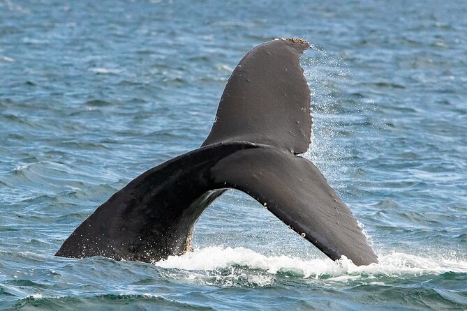 Victoria Whale Watching Tour on a Covered Vessel - The covered boat layout: where to stand for the best views