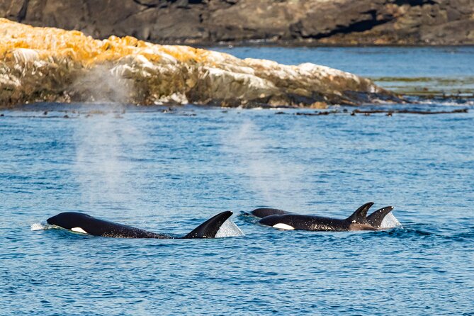 Victoria Whale Watching Tour on a Covered Vessel - Your animal checklist: what you might see in Victoria’s waters