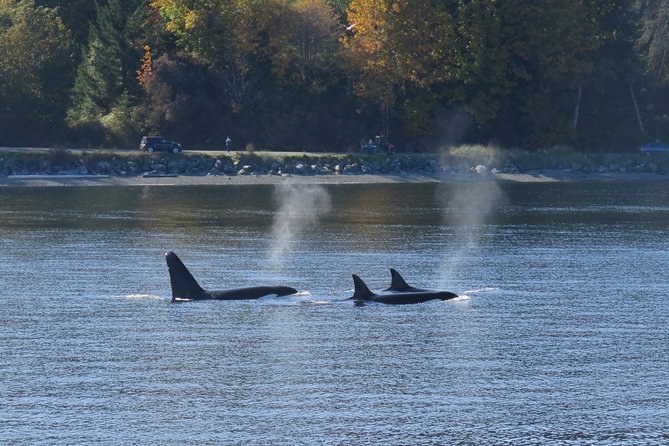 Victoria Zodiac Boat Whale Watching Adventure - Price and value: what you’re really paying for